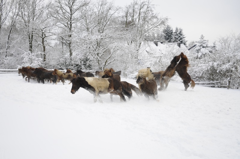 Hengstherde Januar 2010